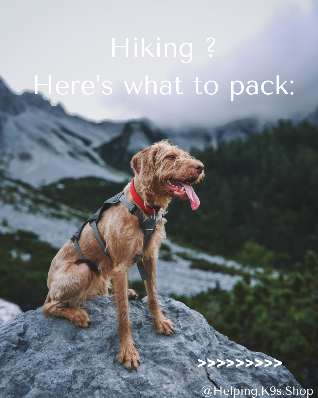 Hiking Essentials for Dogs: What to Pack