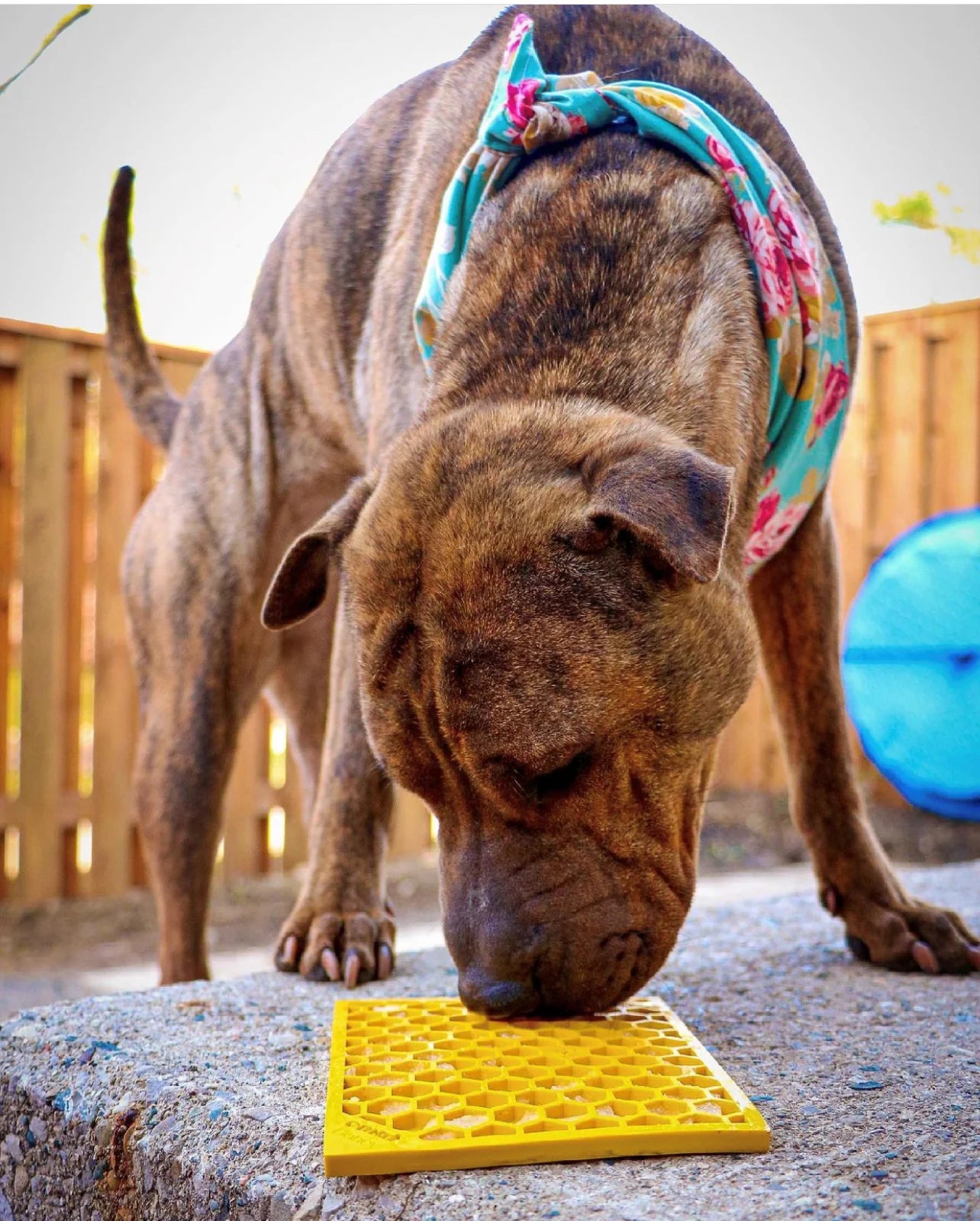 SODA PUP Honeycomb Design Emat Enrichment Lick Mat