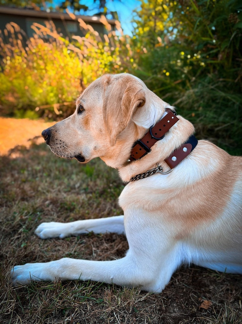Two-Tone BioThane® Martingale Dog Collar – Custom Waterproof Training Collar with Brass or Stainless Steel Hardware, Handmade in USA