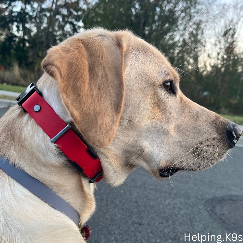 1" Quick Release Bungee E-Collar Strap – BioThane® Replacement for Dogtra, Garmin & E-Collar Technologies, Waterproof & Handmade in USA