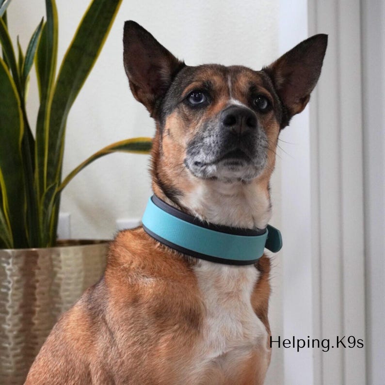 1.5" Tapered BioThane® Dog Collar – Wide, Waterproof & Odor-Proof Working Dog Collar with Brass Hardware, Custom Two-Tone, Handmade in USA