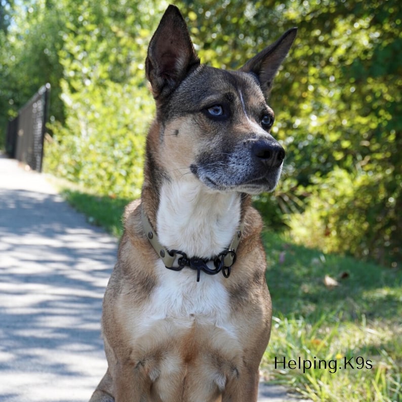 Clip Slip Collar – Modified Slip & Dominant Dog Collar, 5/8" BioThane® Waterproof Training Collar, Handmade in USA