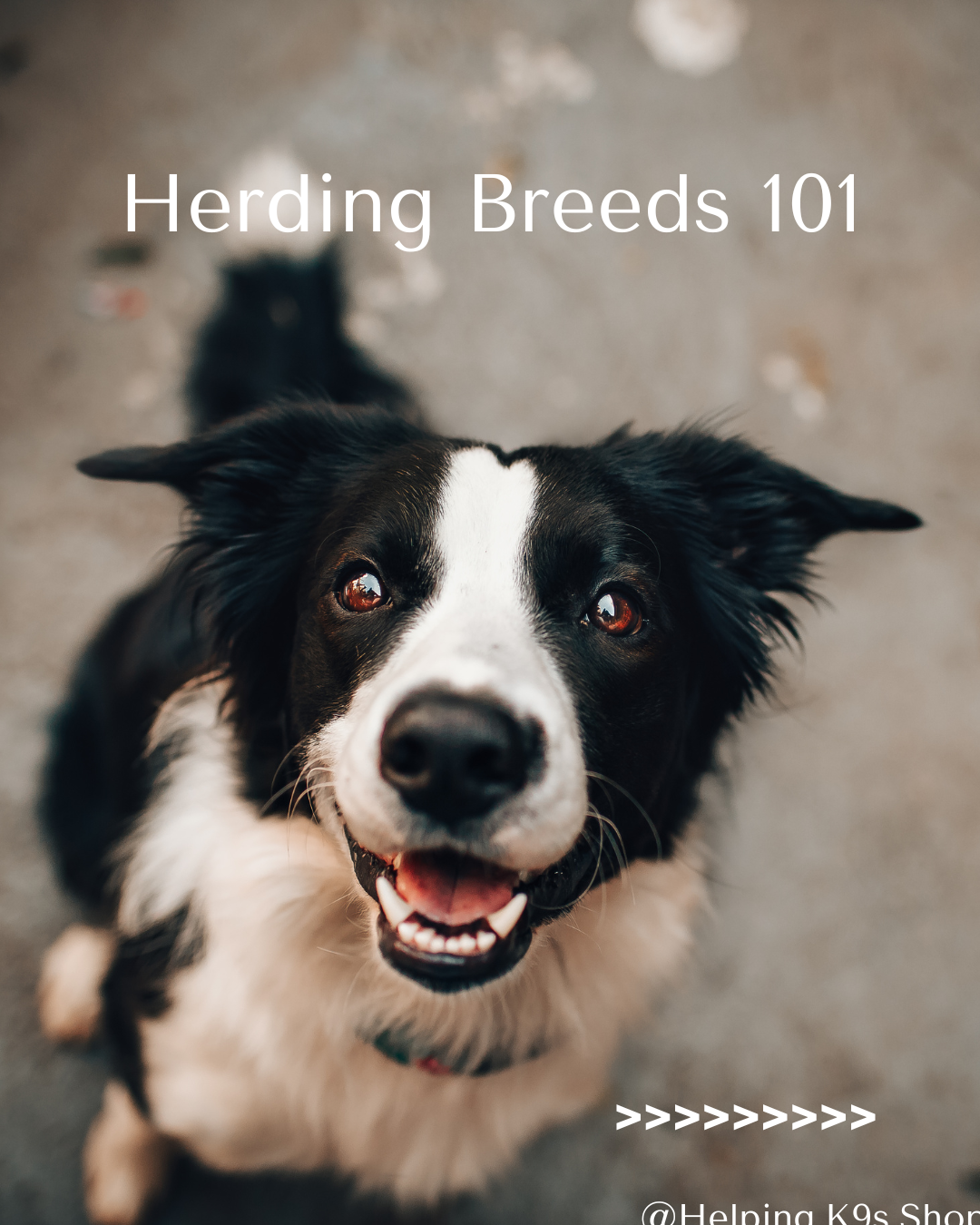 Herding Breeds 101