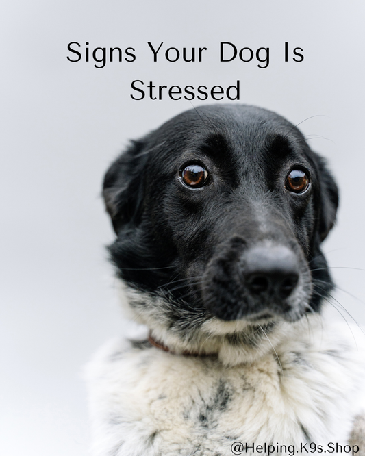 Signs of Stress in Dogs: What Every Dog Owner Should Know