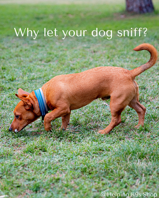 The Benefits of Letting Your Dog Sniff on Walks