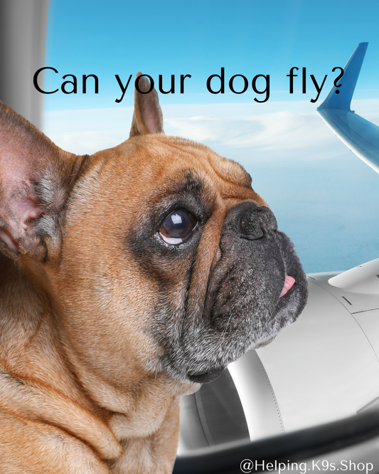 Can your dog fly? Dog Airplane Travel Laws & Rules: What You Need to Know (and Why Faking a Service Dog Hurts Everyone)