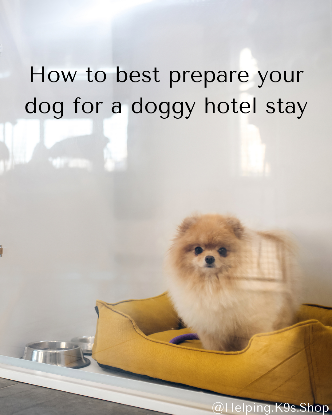 How to Prepare Your Dog for a Doggy Hotel Stay: A Complete Guide