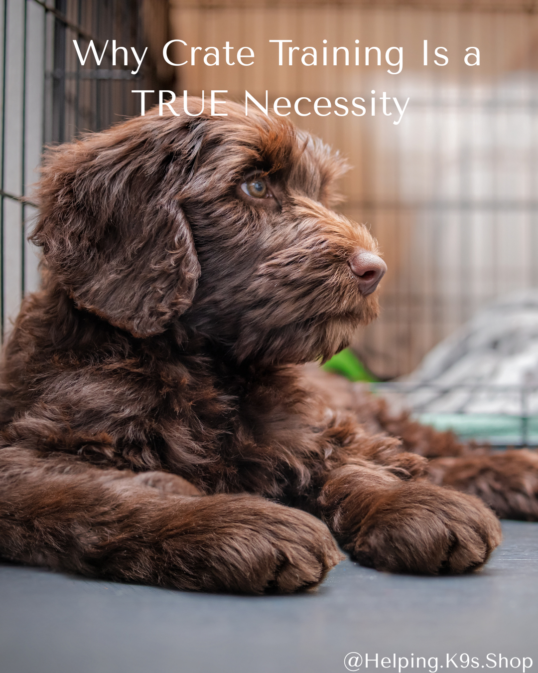 Why Crate Training Is a True Necessity (Not a Punishment)