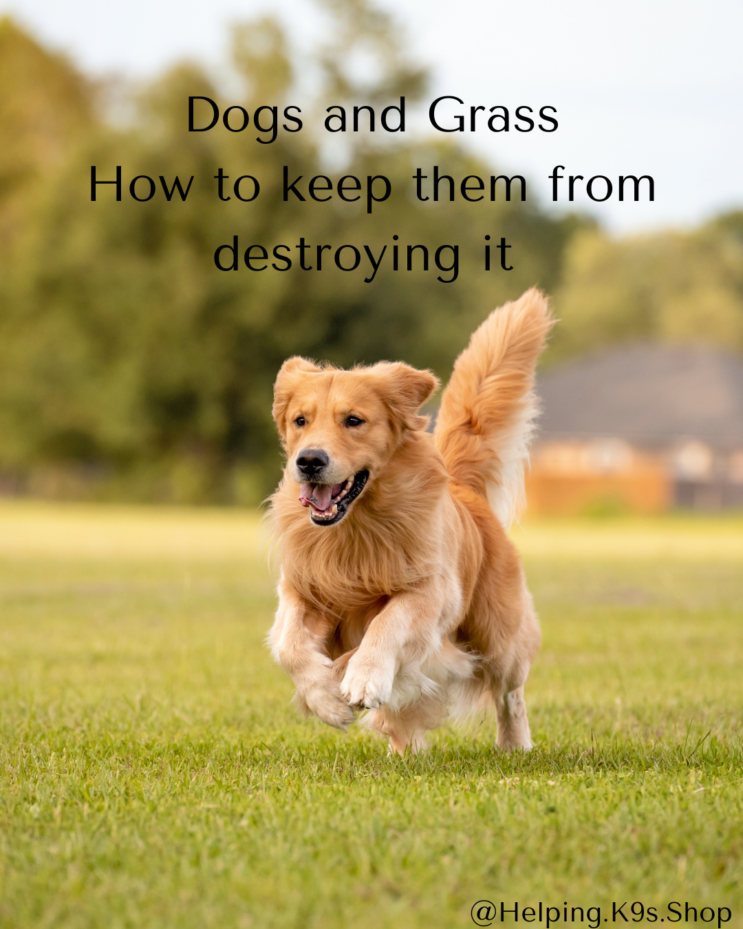 Grass & Dogs: How to Maintain a Healthy Lawn With Pets