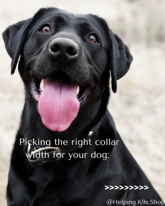 Picking the Right Width for Your Dog’s Collar