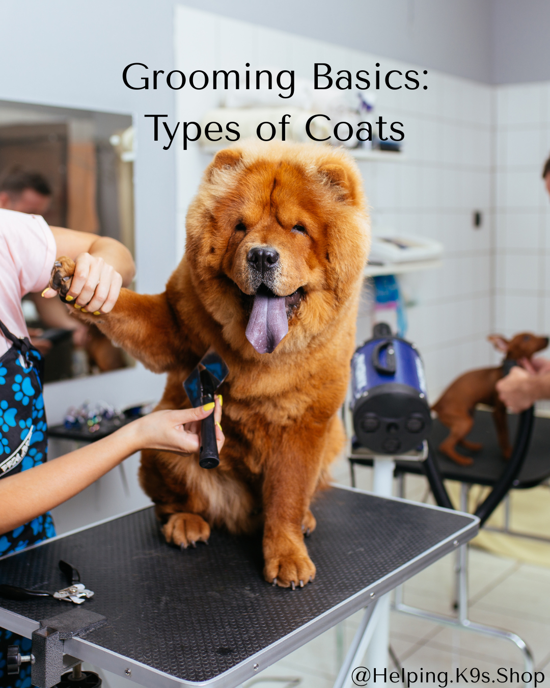 Dog Coat Types & Grooming Basics: How to Care for Your Dog’s Specific Coat