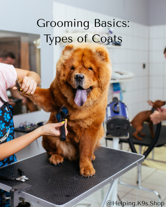 Dog Coat Types & Grooming Basics: How to Care for Your Dog’s Specific Coat