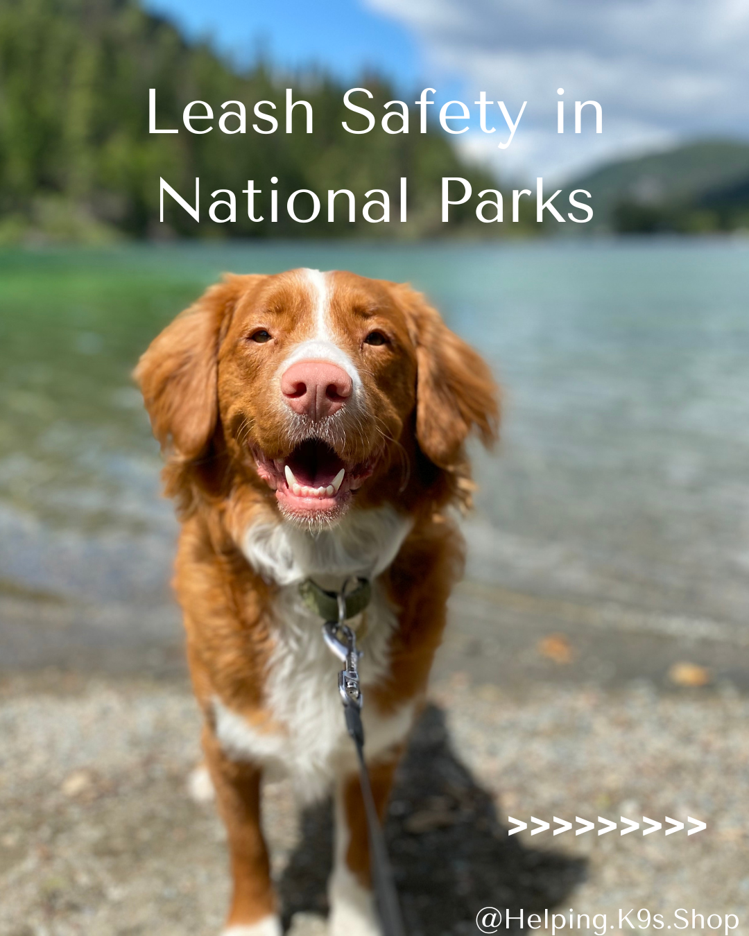 Leash Safety in National Parks