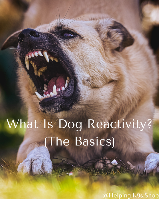 What Is Dog Reactivity? (The Basics)
