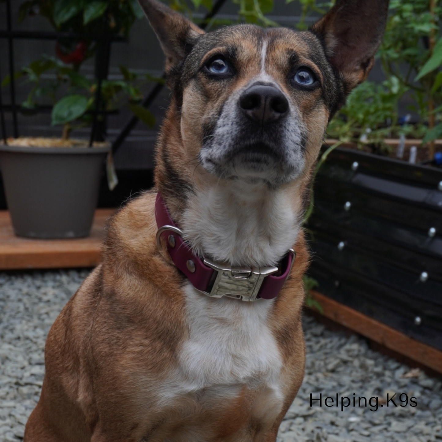 Custom Waterproof BioThane® Dog Collar – Quick Release Metal Buckle, Durable & Odor-Proof – 3/4" or 1" Wide