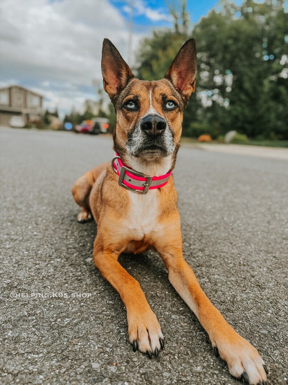 Reflective Safety Dog Collar with O-ring made with USA Biothane®