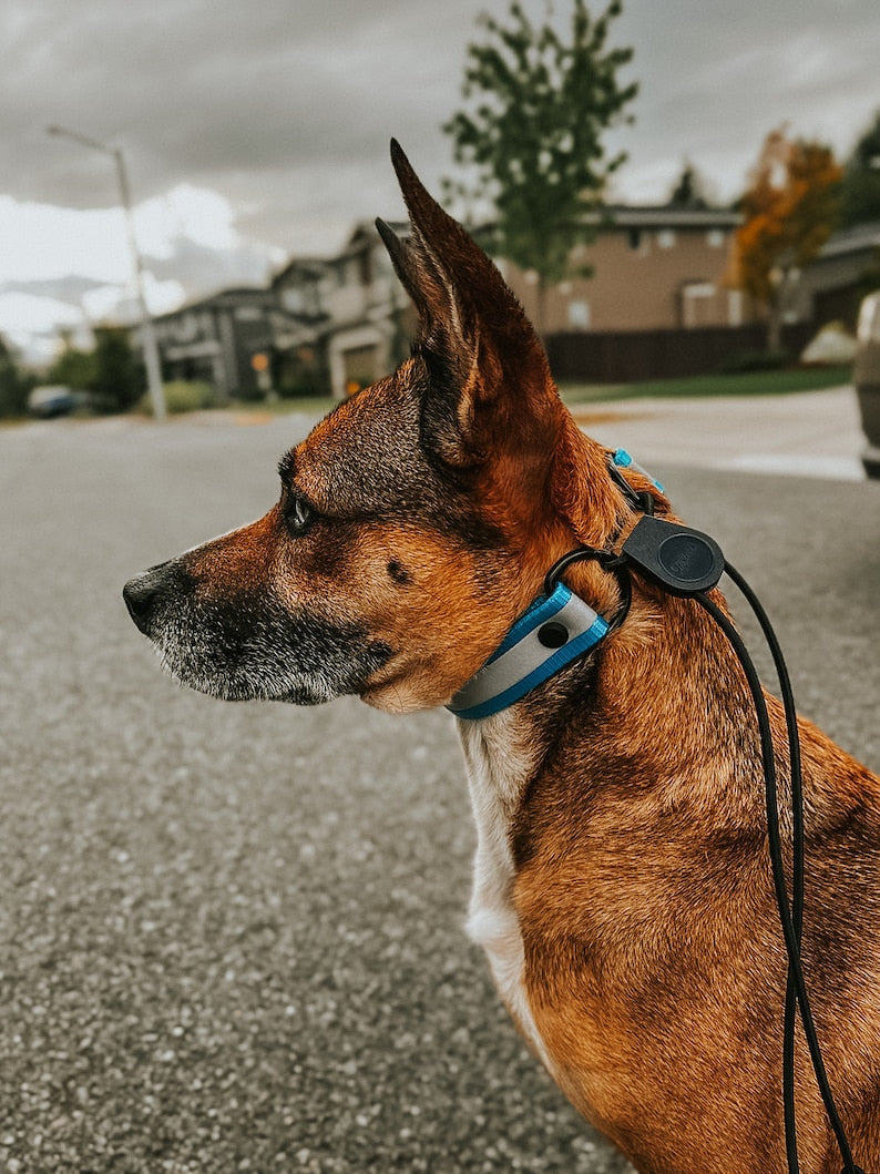 Reflective E collar Bungee Collar, Fits 1" inch for Dogtra, E collar Technologies, Waterproof Collar, USA BioThane