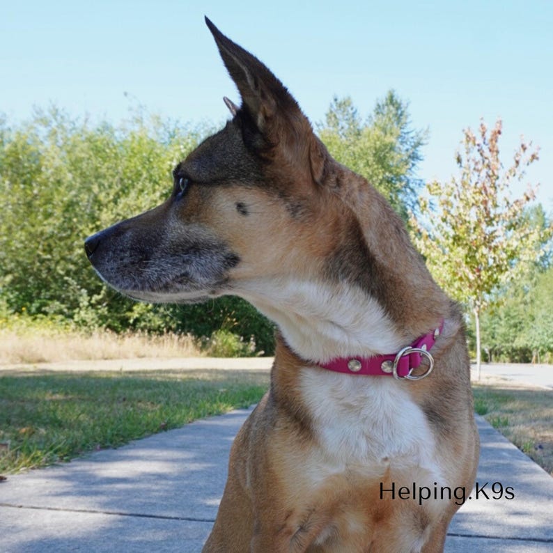 5/8" BioThane® Slip Collar – Custom Waterproof Training Collar for Small Dogs, Stink-Proof with Brass Hardware, Handmade in USA